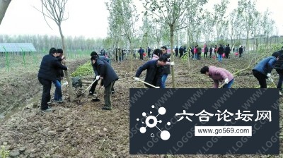 长江岸线六合段造林绿化启动